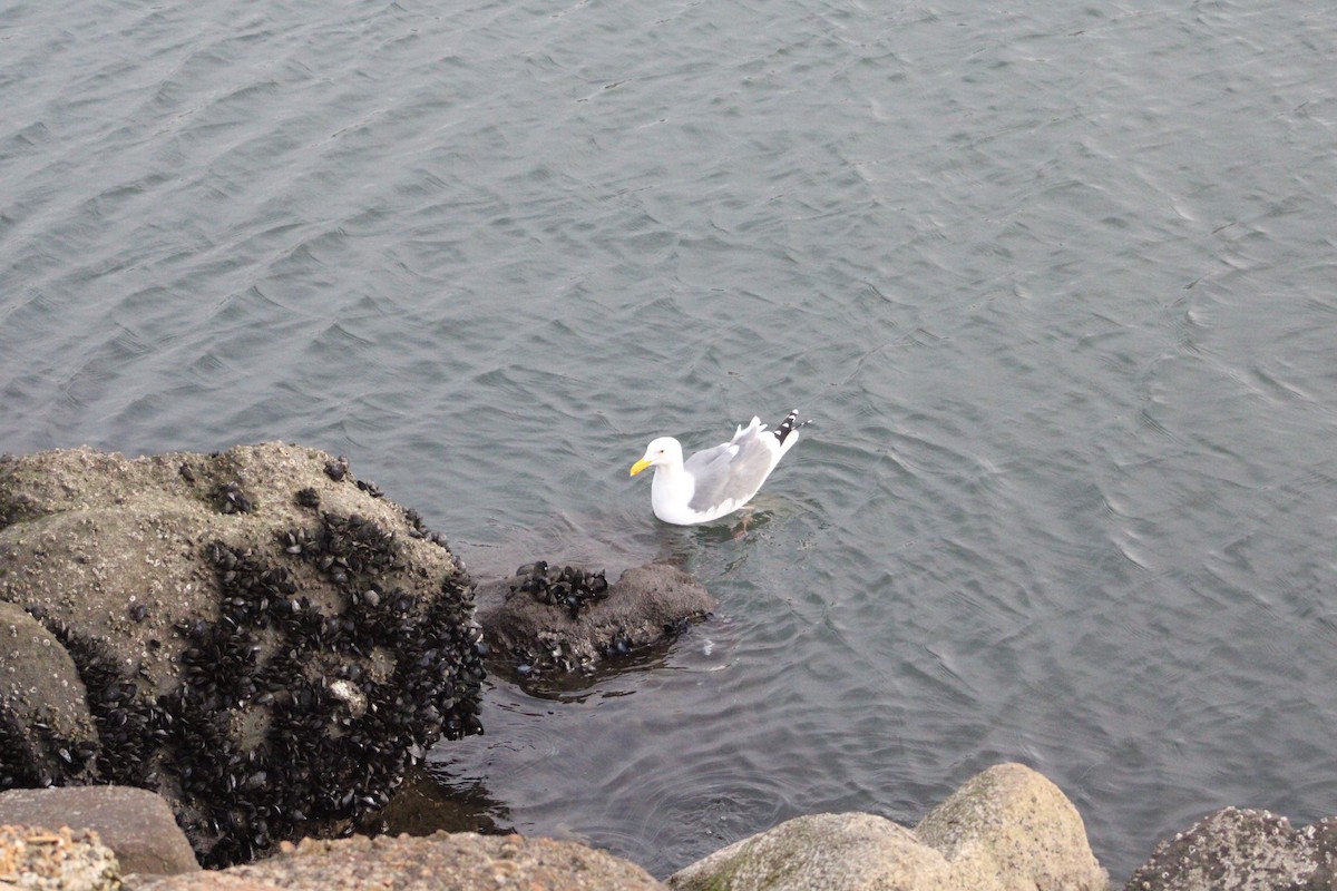 Larinae sp. - ML647370118