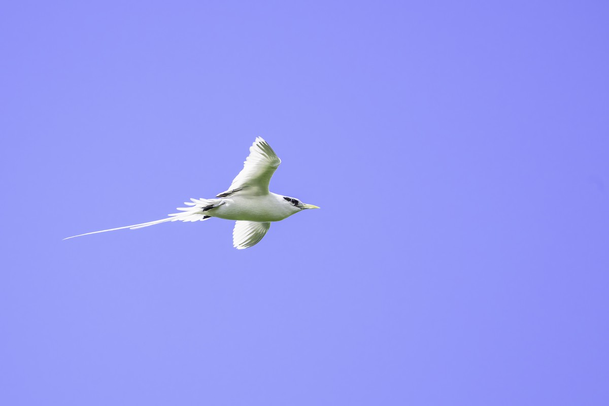 Weißschwanz-Tropikvogel - ML647370119