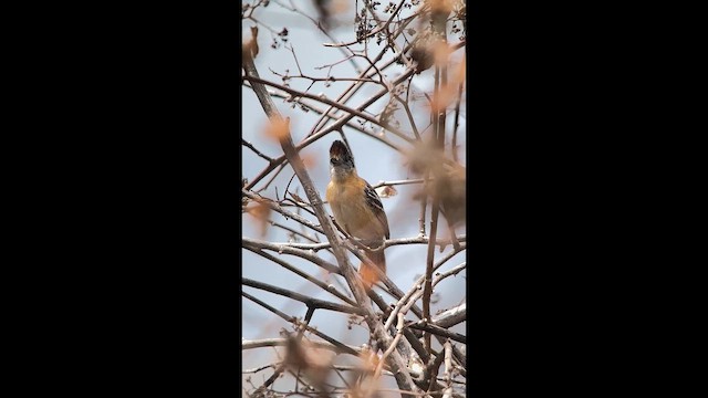 Marañon Antshrike - ML647370139