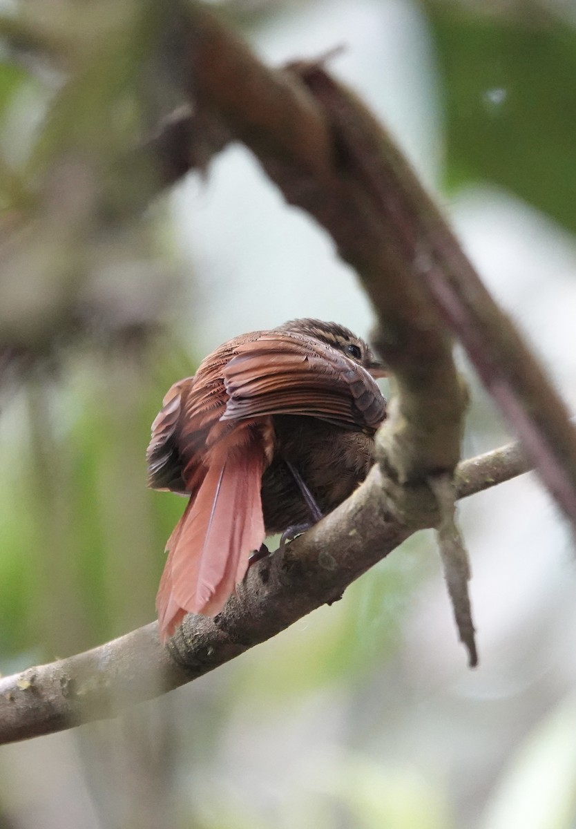 Rusty-winged Barbtail - ML647370141