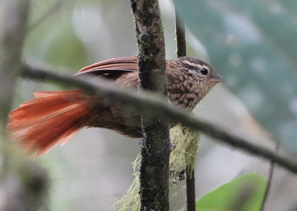 Rusty-winged Barbtail - ML647370142