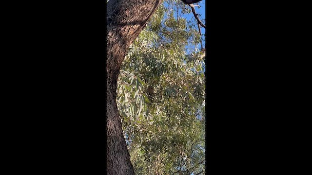 Greater Roadrunner - ML647370151