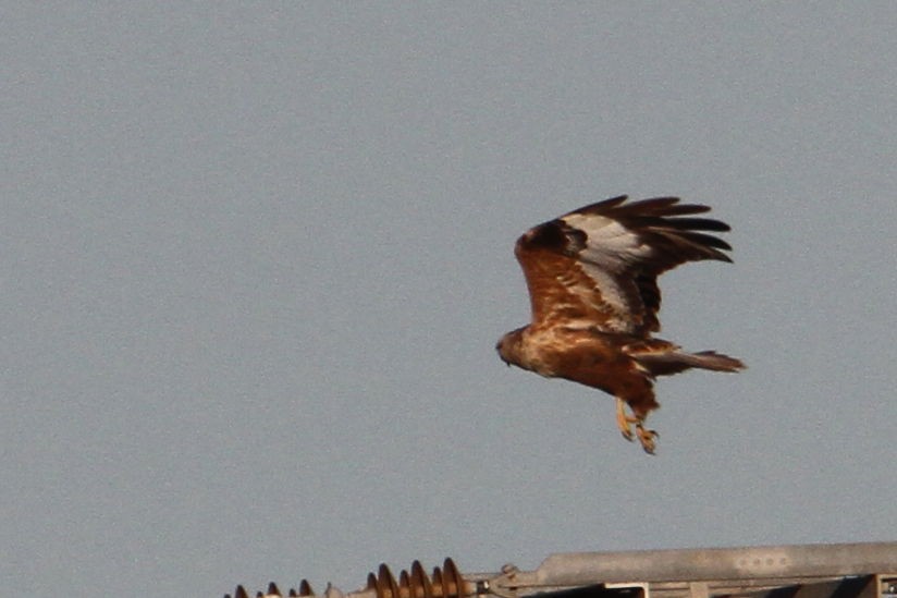 Long-legged Buzzard - ML647370153