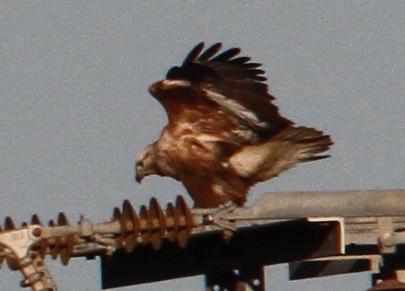 Long-legged Buzzard - ML647370154