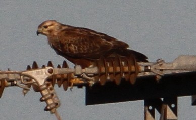 Long-legged Buzzard - ML647370155