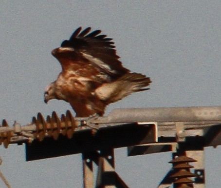 Long-legged Buzzard - ML647370156