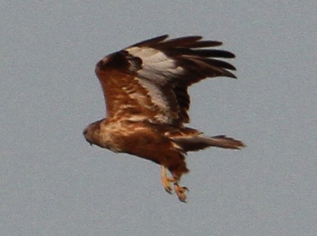 Long-legged Buzzard - ML647370157