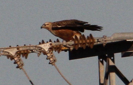 Long-legged Buzzard - ML647370158