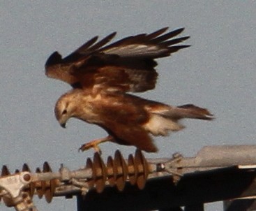 Long-legged Buzzard - ML647370159