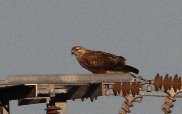 Long-legged Buzzard - ML647370160