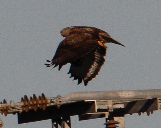 Long-legged Buzzard - ML647370161