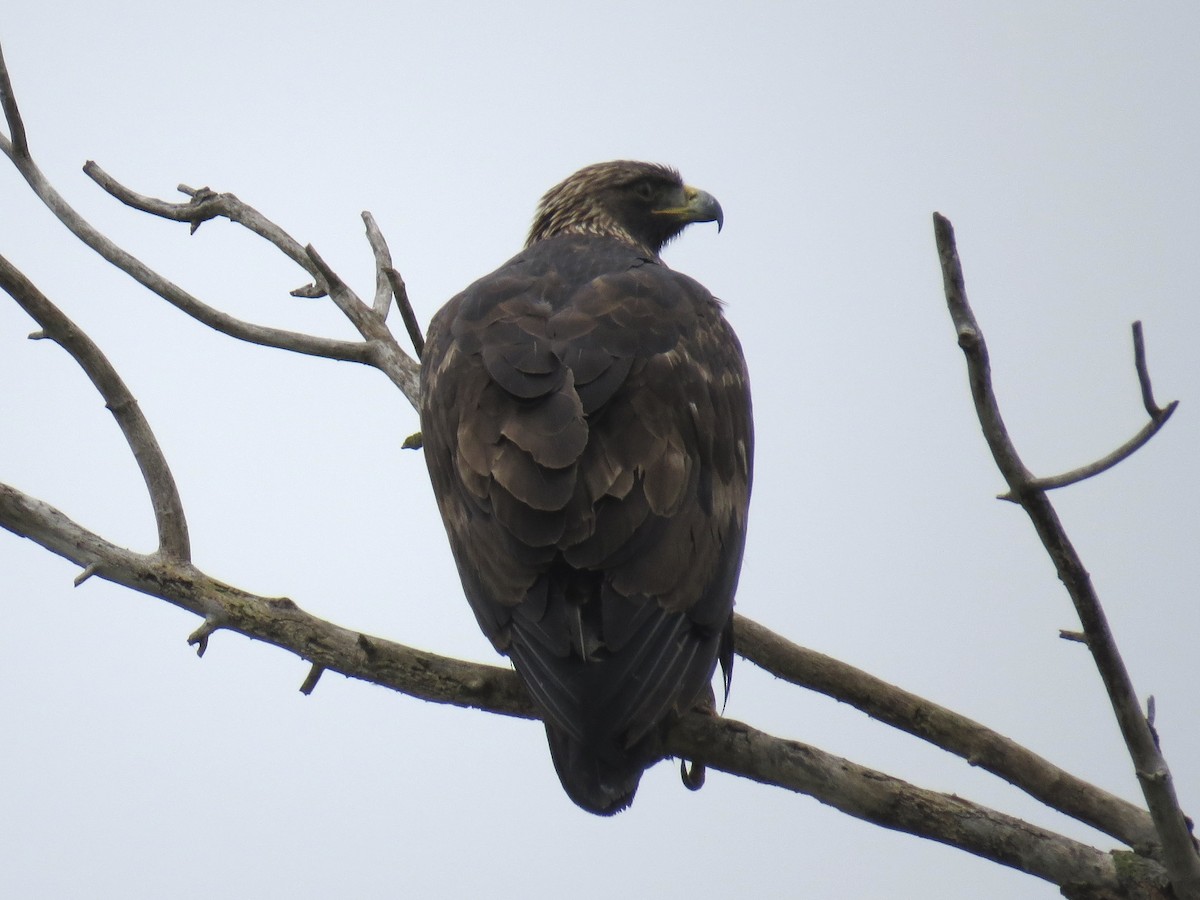 kongeørn - ML647370167