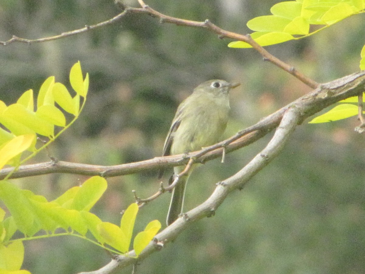Hammond's Flycatcher - ML647370173