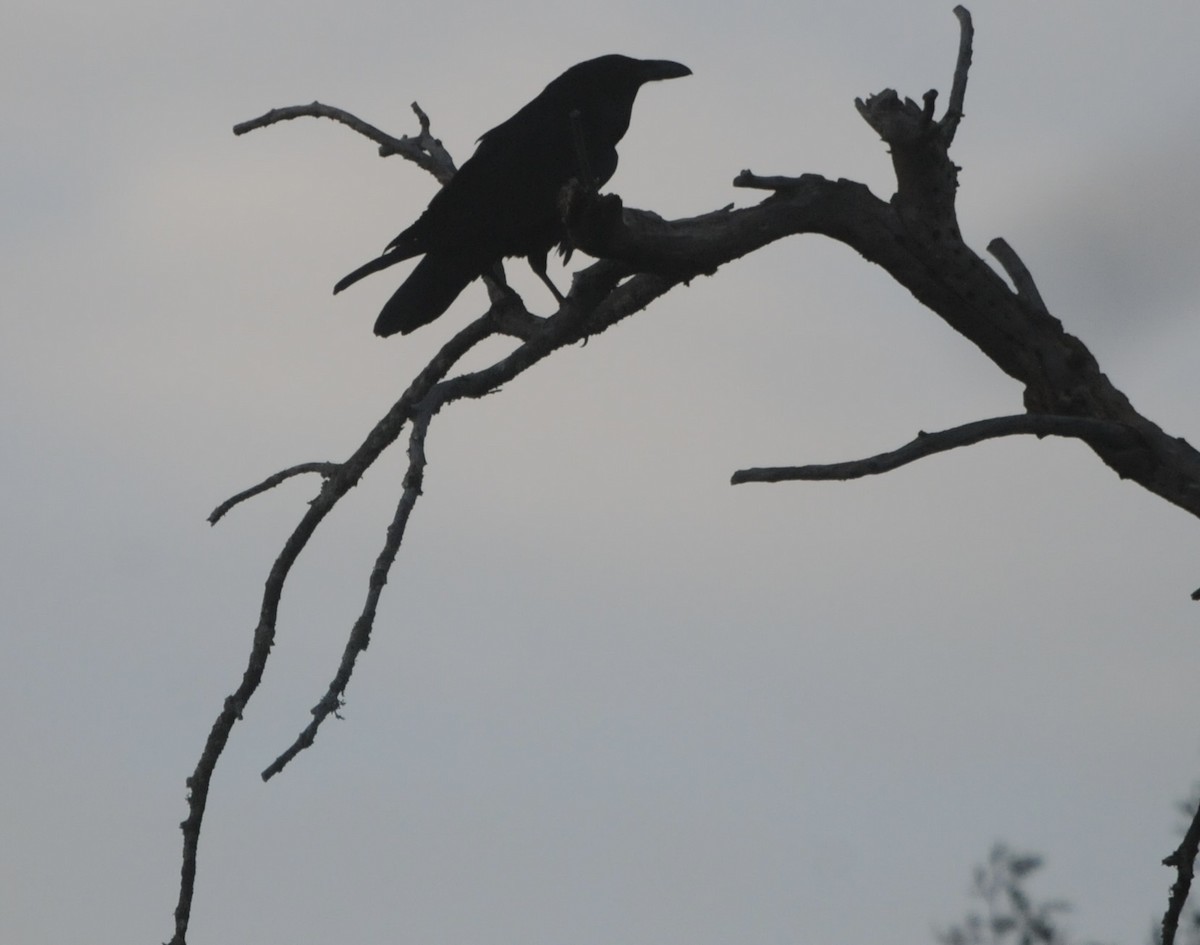 עורב שחור - ML647370176