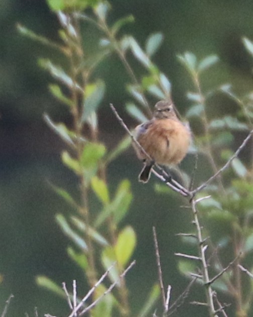European Stonechat - ML647370179