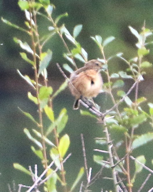 European Stonechat - ML647370198