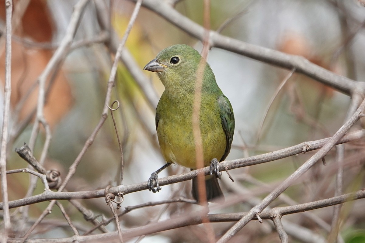 Passerin nonpareil - ML647370204