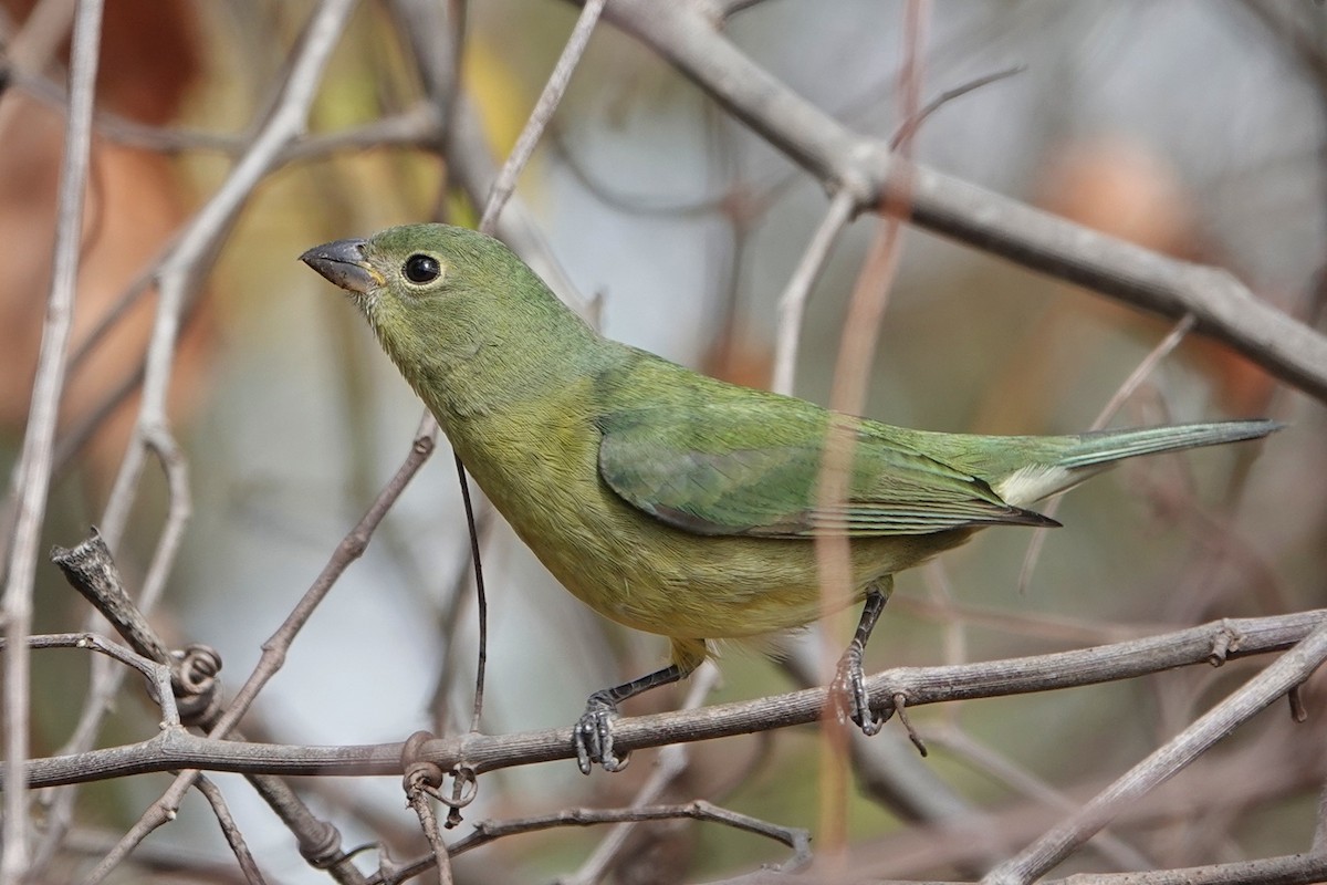 Passerin nonpareil - ML647370205