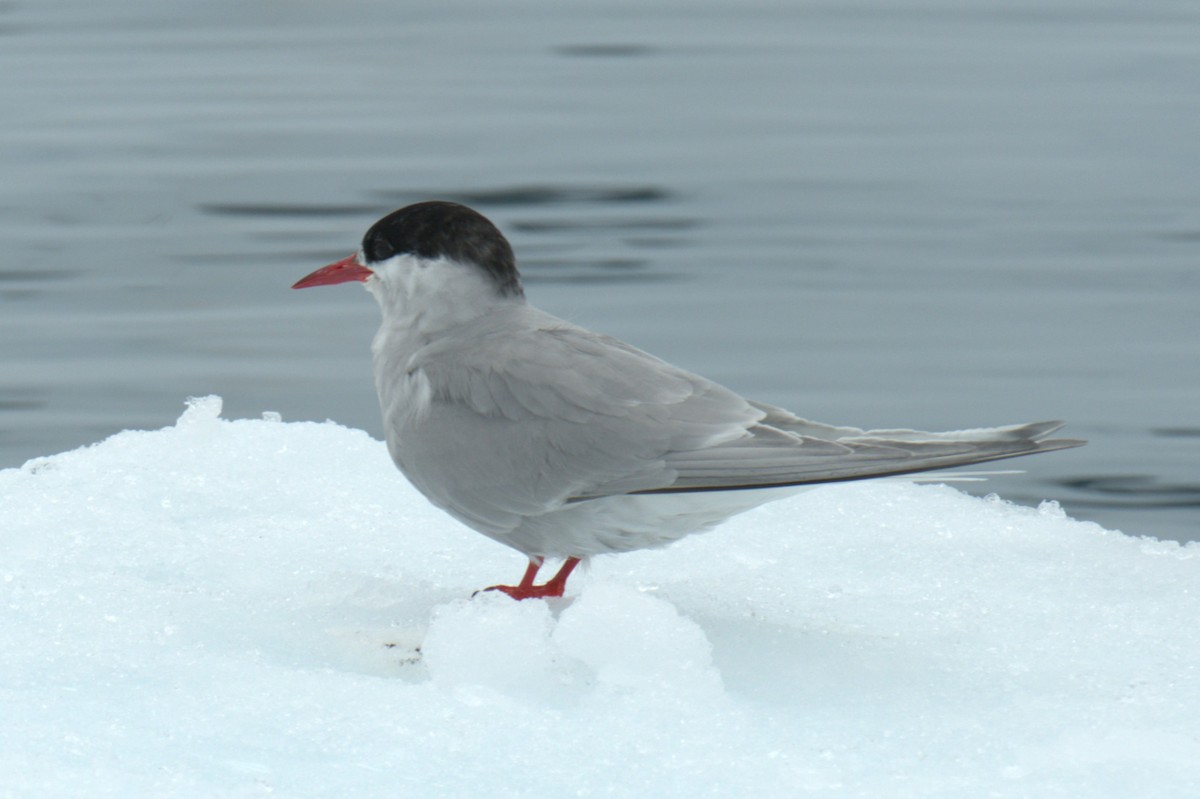Antarctic Tern - ML647370208