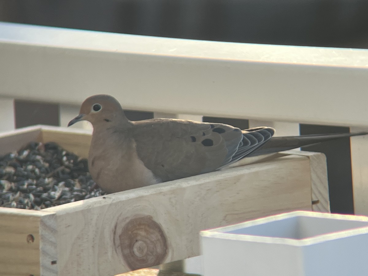 Uzun Kuyruklu Kumru - ML647370210