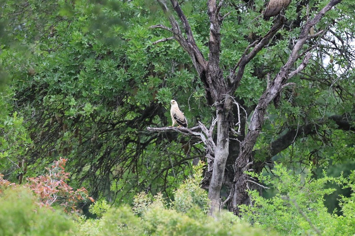 Tawny Eagle - ML647370216