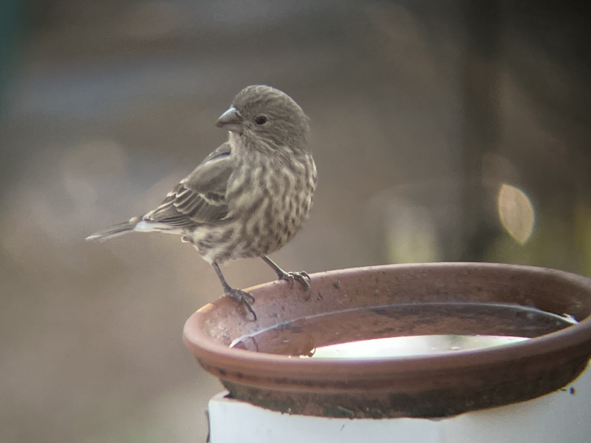 Ev Çütresi - ML647370219