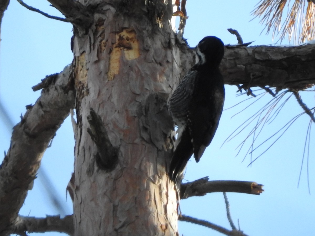Black-backed Woodpecker - ML647370228