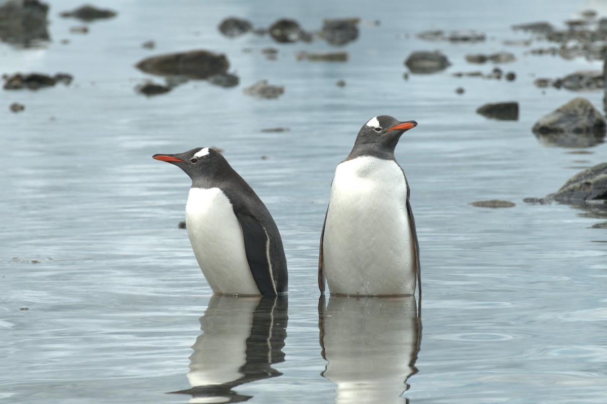 Gentoo Penguin - ML647370229