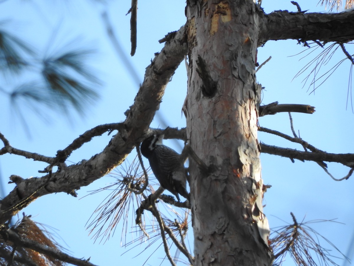 Black-backed Woodpecker - ML647370230