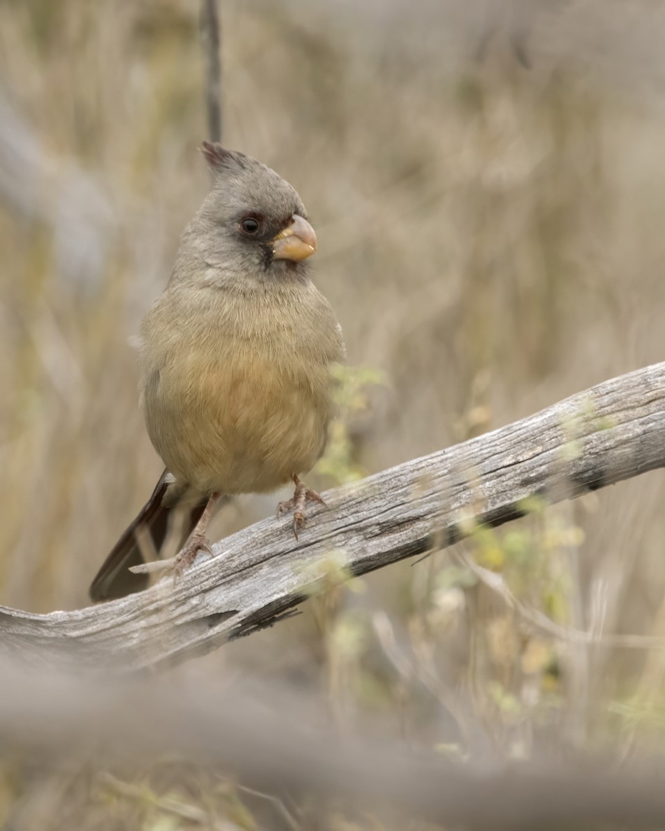 Pyrrhuloxia - ML647370231