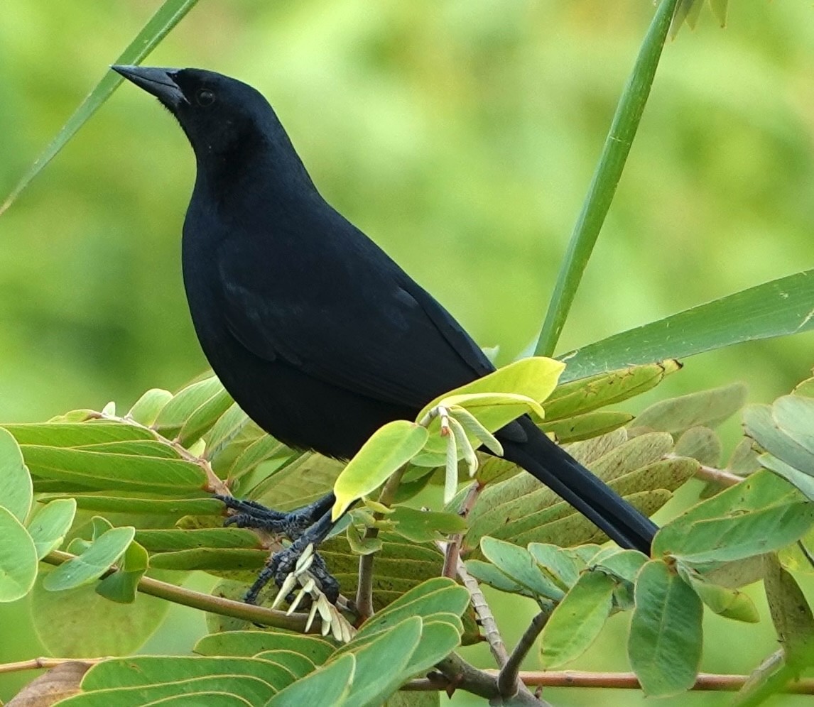 Scrub Blackbird - ML647370232