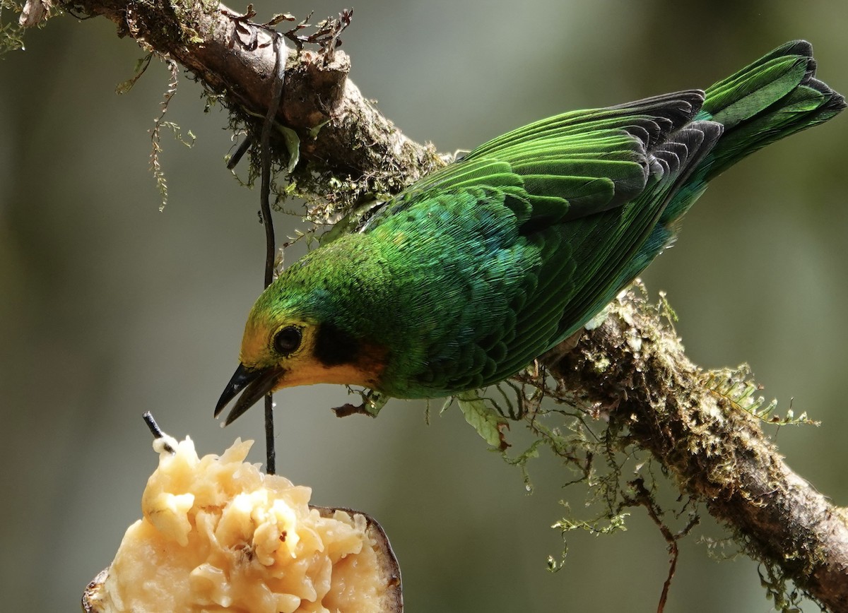 Многоцветная танагра - ML647370237