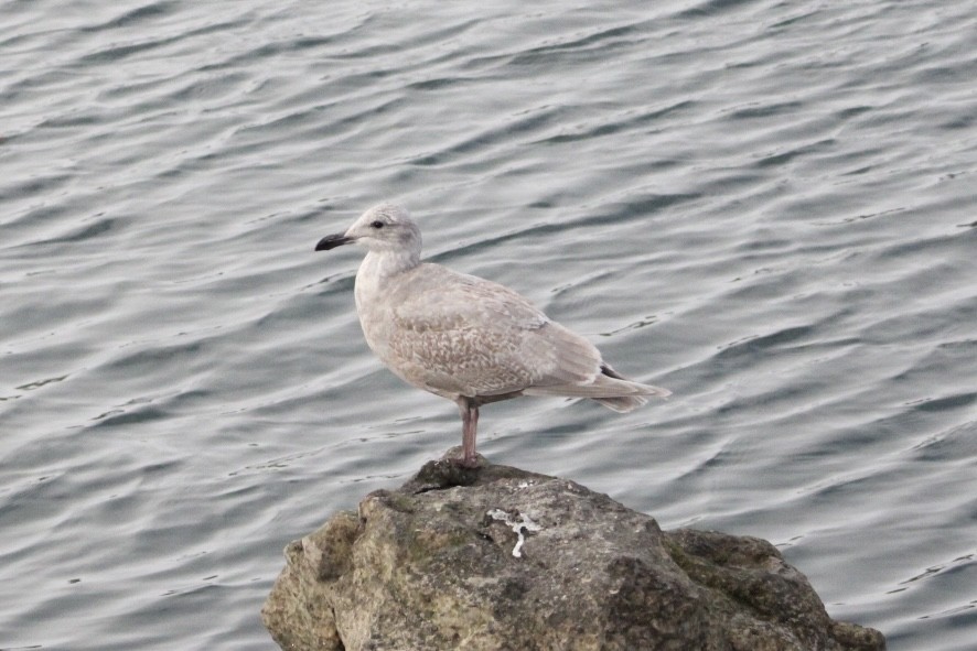 Glaucous-winged Gull - ML647370240