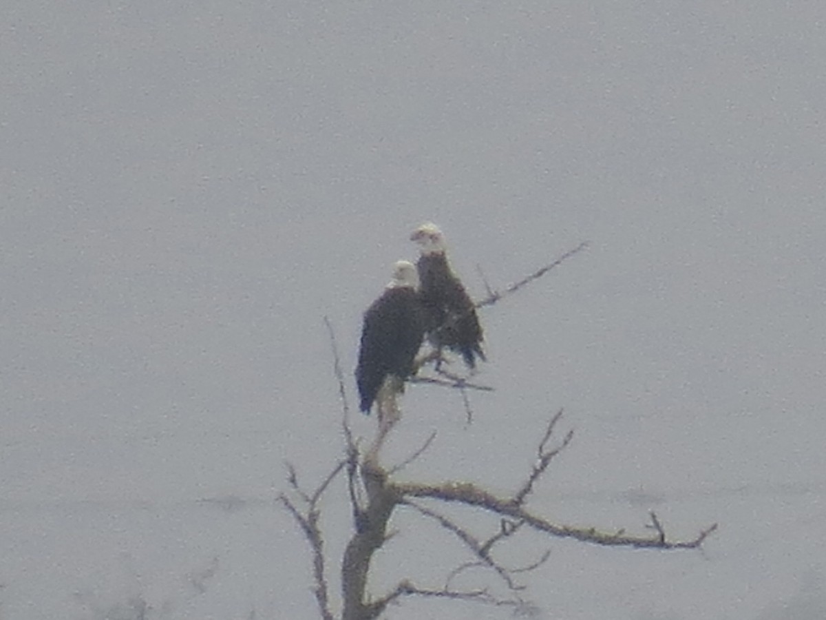 hvithodehavørn - ML647370243