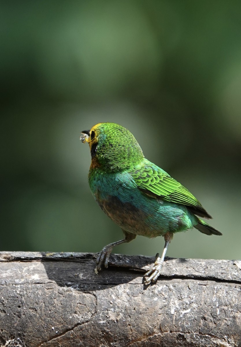 Многоцветная танагра - ML647370244