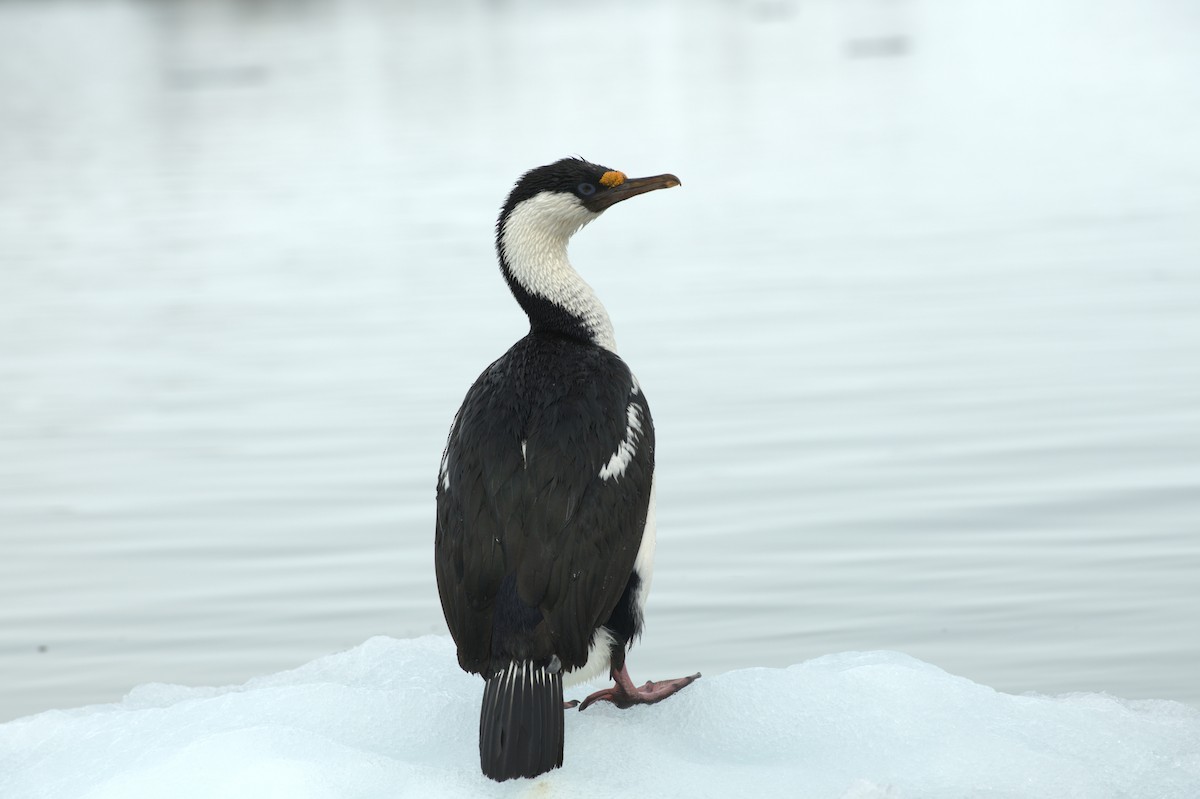 Imperial Cormorant - ML647370245