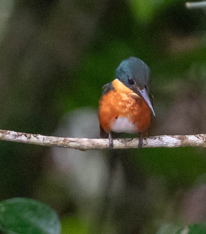 American Pygmy Kingfisher - ML647370248