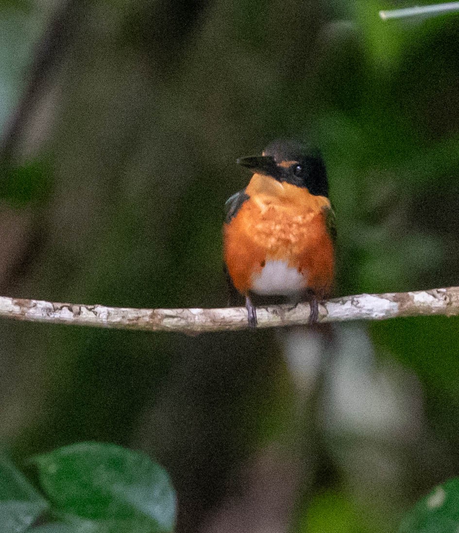 American Pygmy Kingfisher - ML647370250