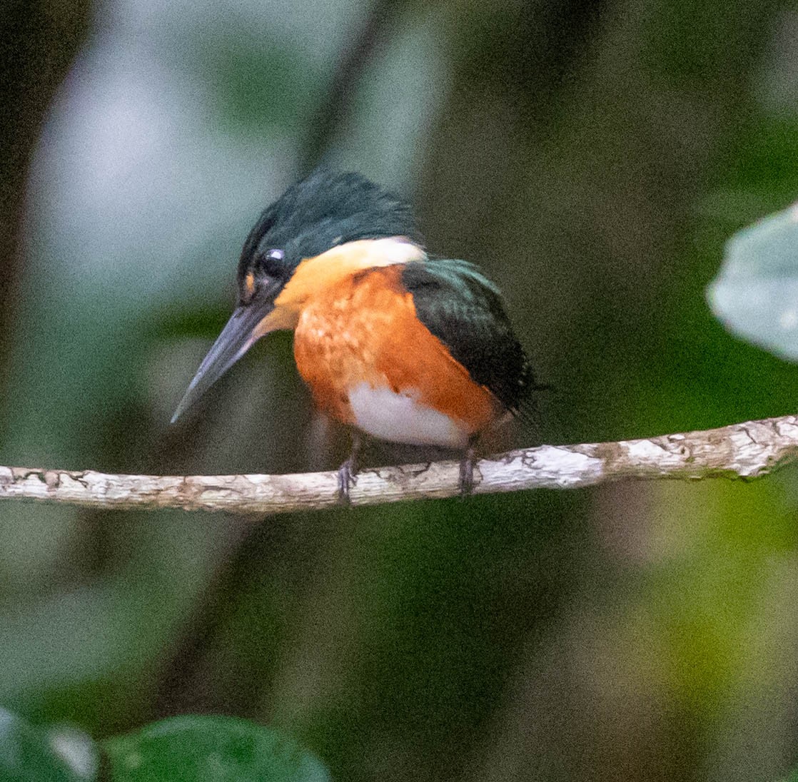 American Pygmy Kingfisher - ML647370251