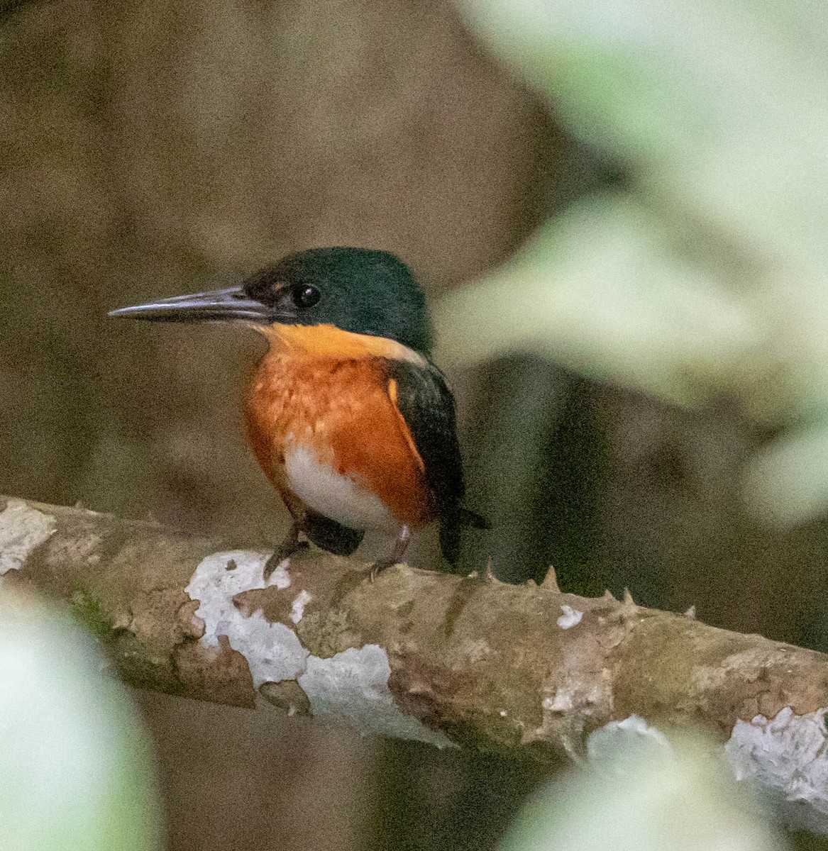 American Pygmy Kingfisher - ML647370252