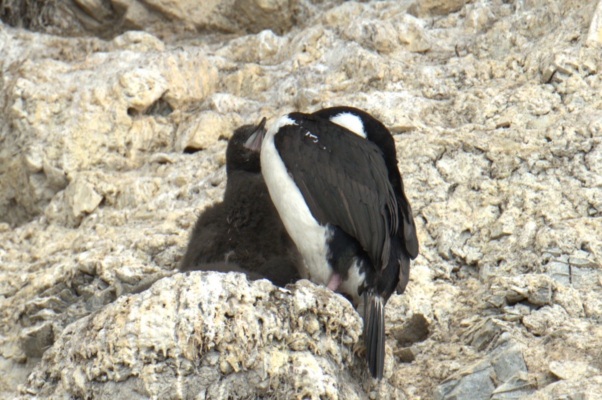 Imperial Cormorant - ML647370254