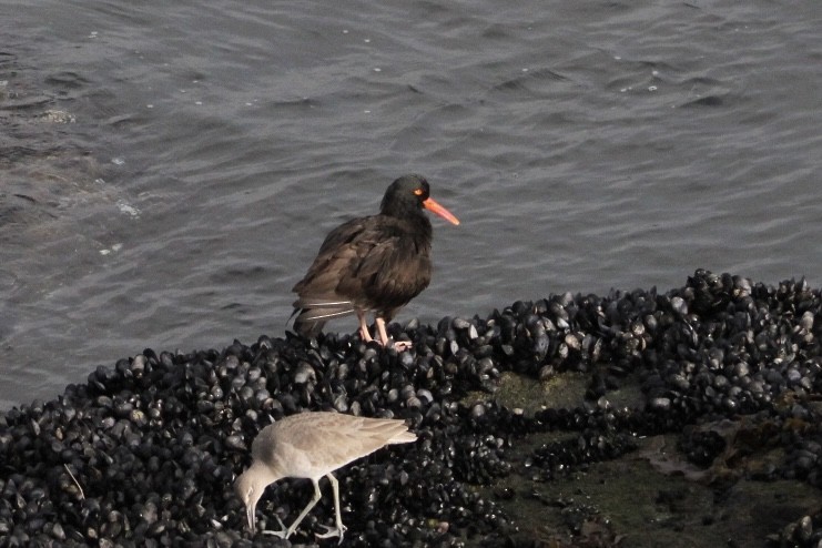 Black Oystercatcher - ML647370256