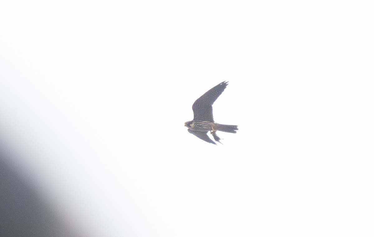 Eurasian Hobby - ML647370260