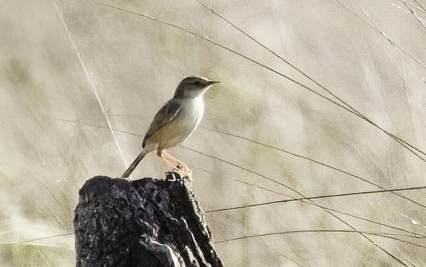 Desert Cisticola - ML647370263