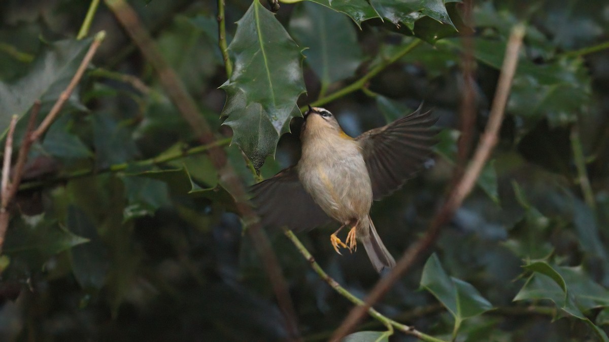 Common Firecrest - ML647370267