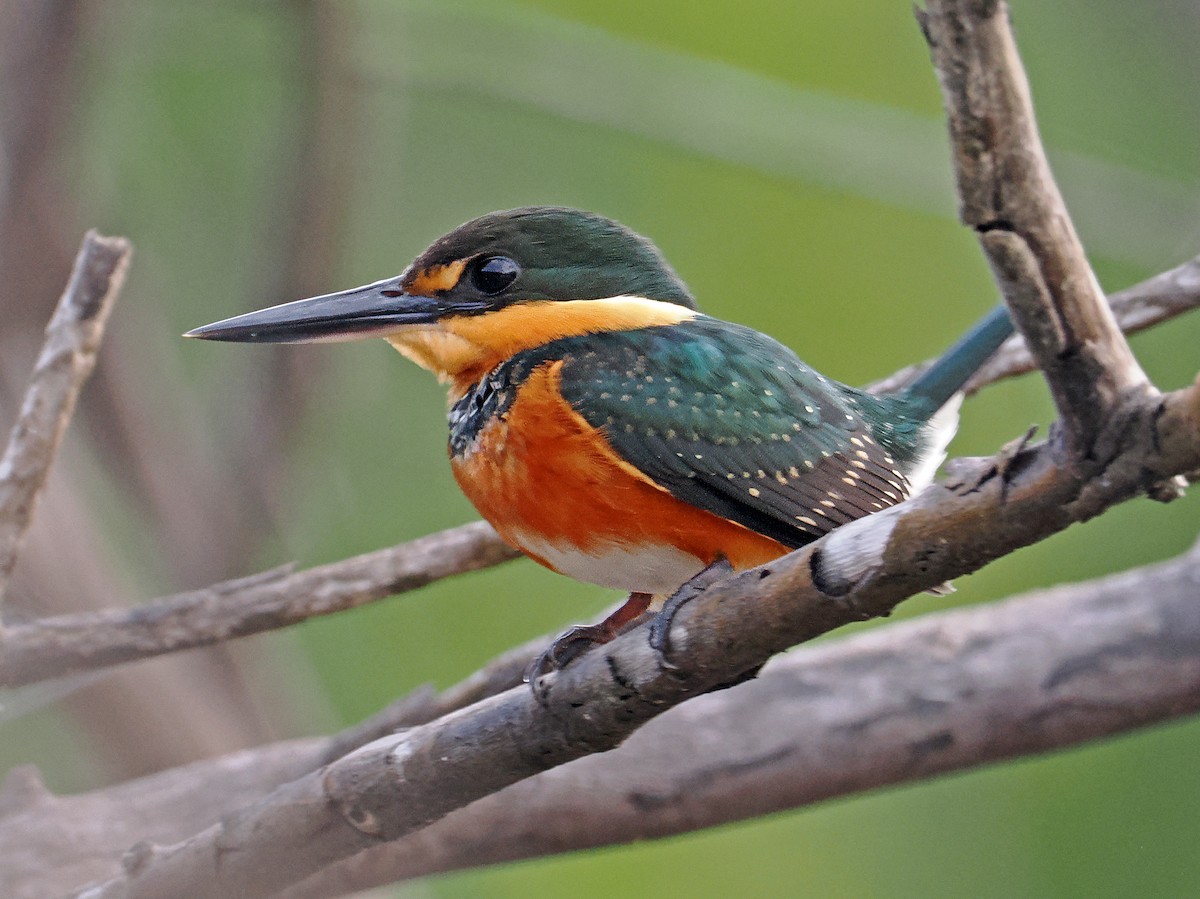 American Pygmy Kingfisher - ML647370268
