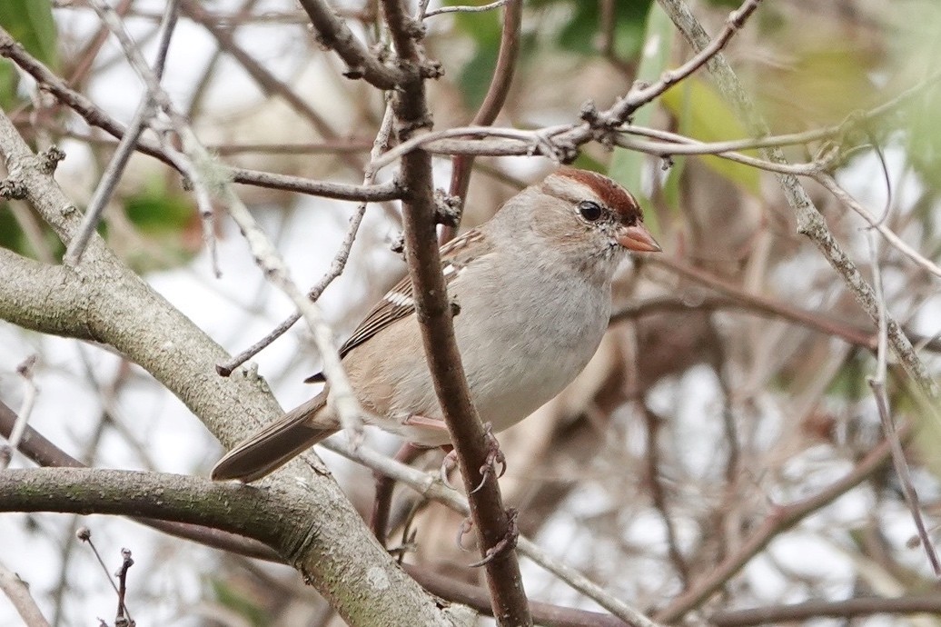 Bruant à couronne blanche - ML647370273