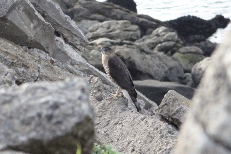 Cooper's Hawk - ML647370294