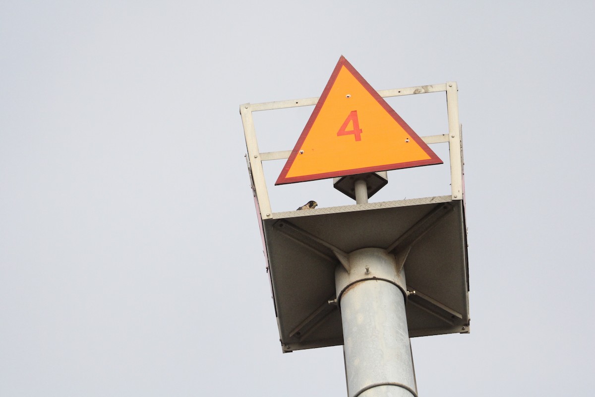 Peregrine Falcon - ML647370301