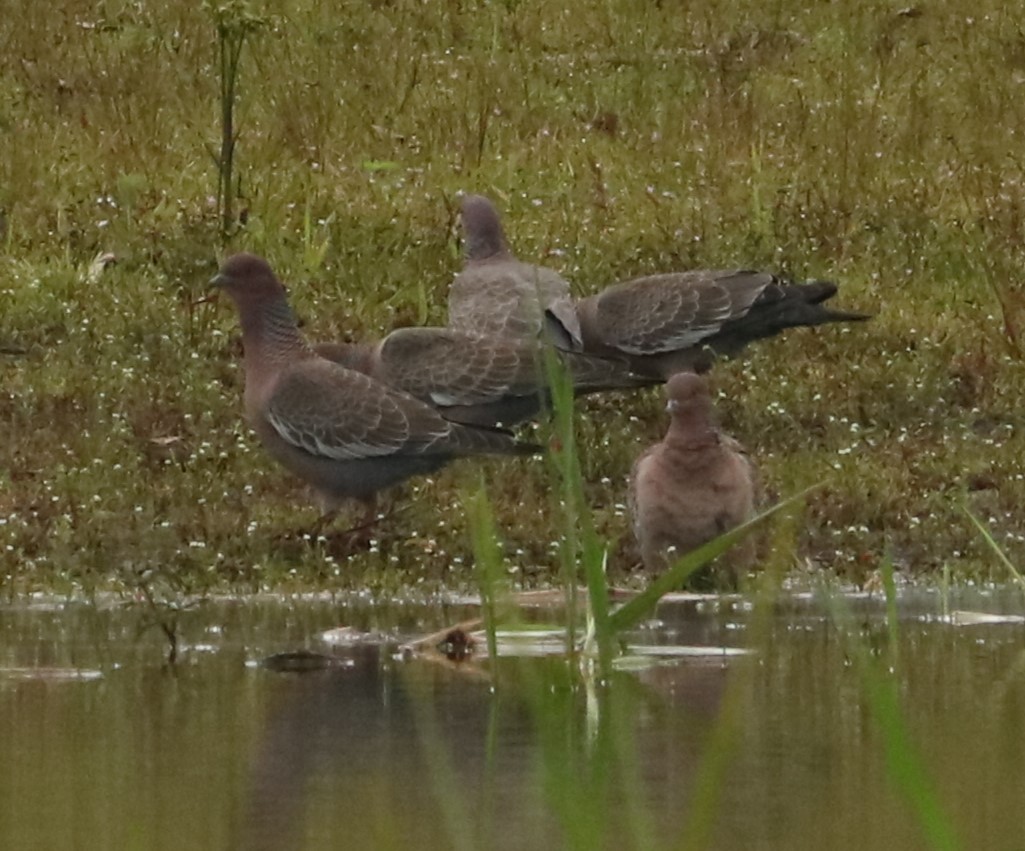 Picazuro Pigeon - ML647370303